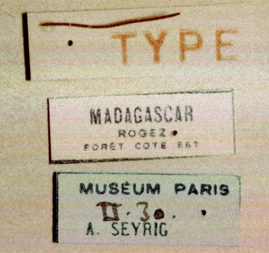 Dimorphonyx_chauvini_HOLOTYPE_data_labels