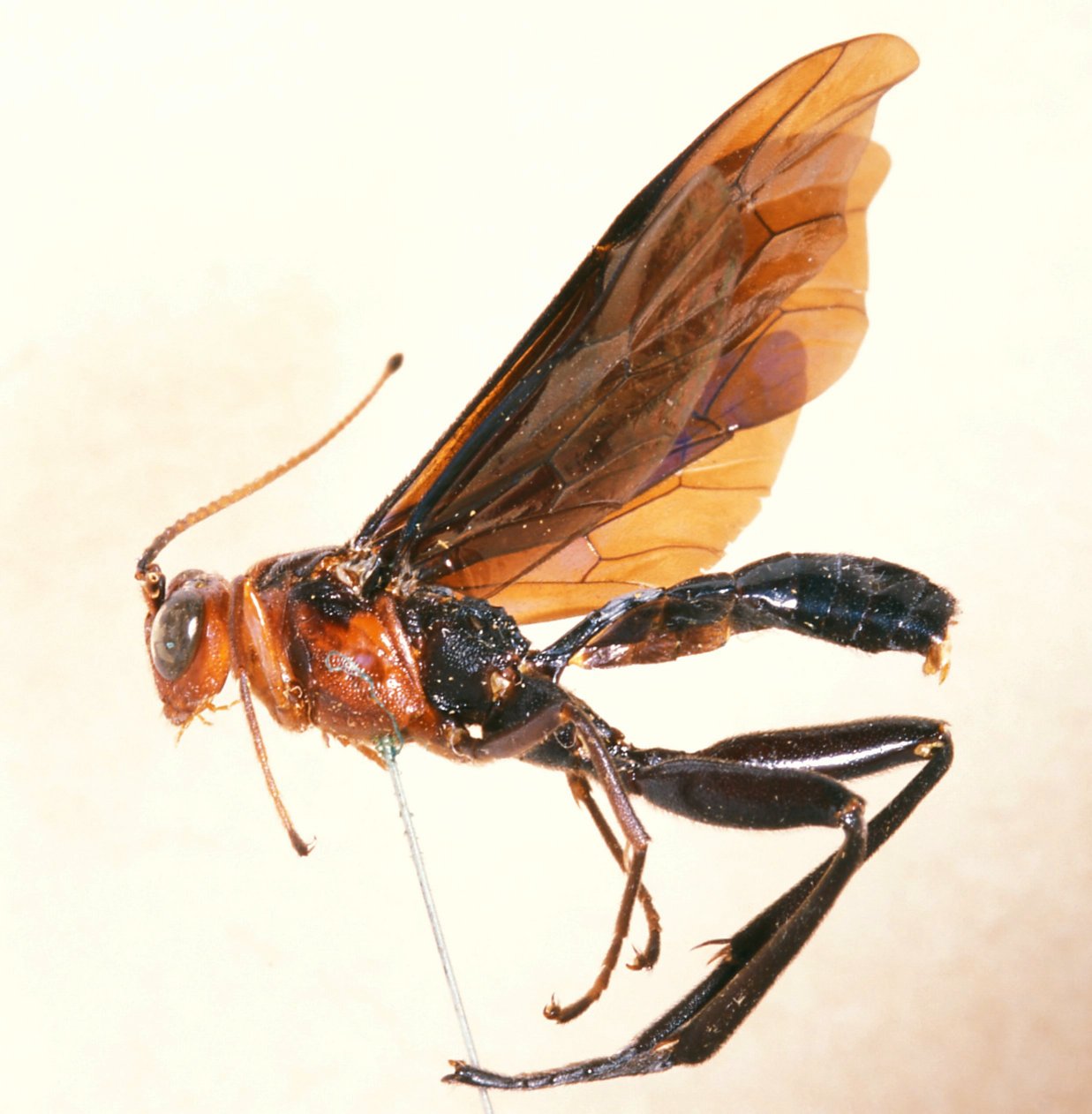 Hieroceryx_glomiger_HOLOTYPE