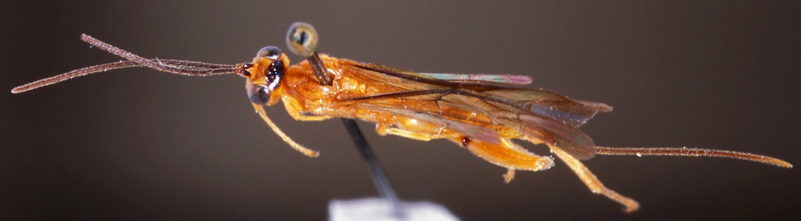 Notaulites_filicornis_HOLOTYPE