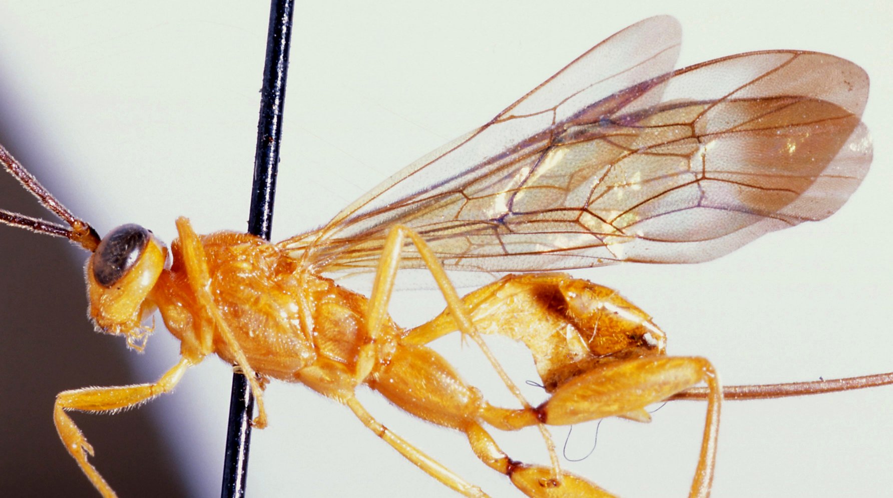 Notaulites_filicornis_HOLOTYPE