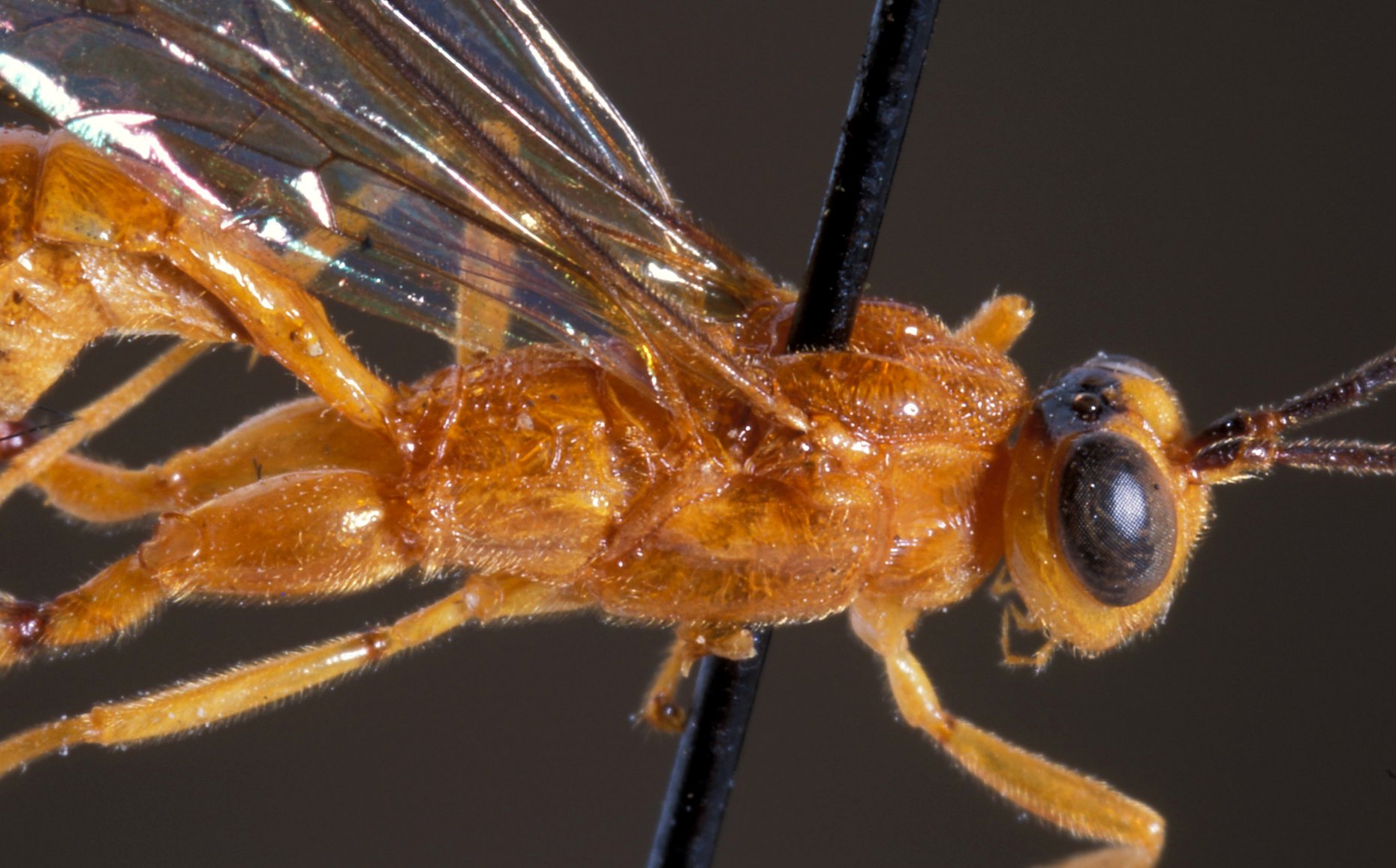Notaulites_filicornis_HOLOTYPE