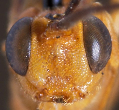 Notaulites_filicornis_HOLOTYPE