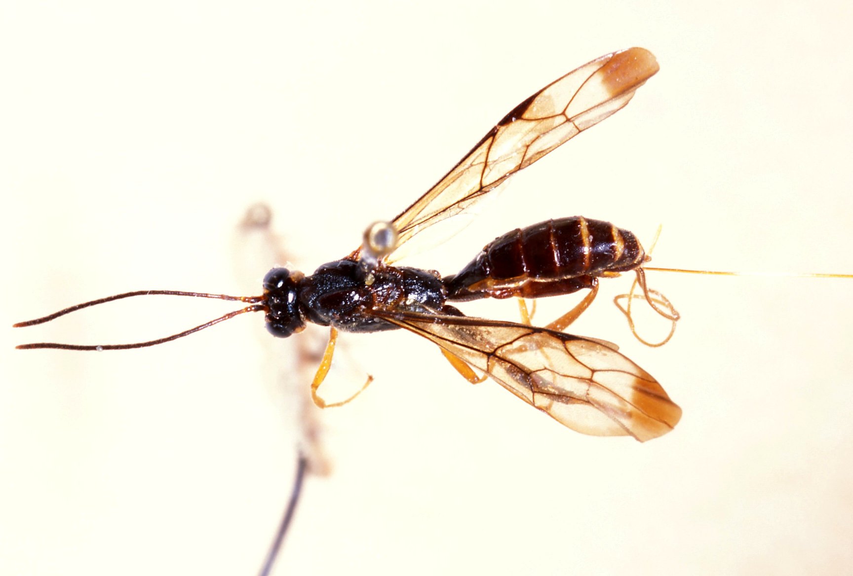 Notaulites_kivuensis_HOLOTYPE