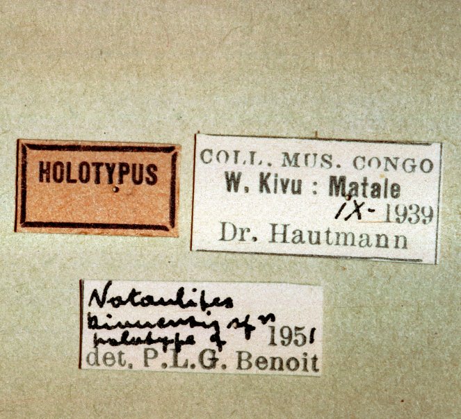 Notaulites_kivuensis_HOLOTYPE_labels