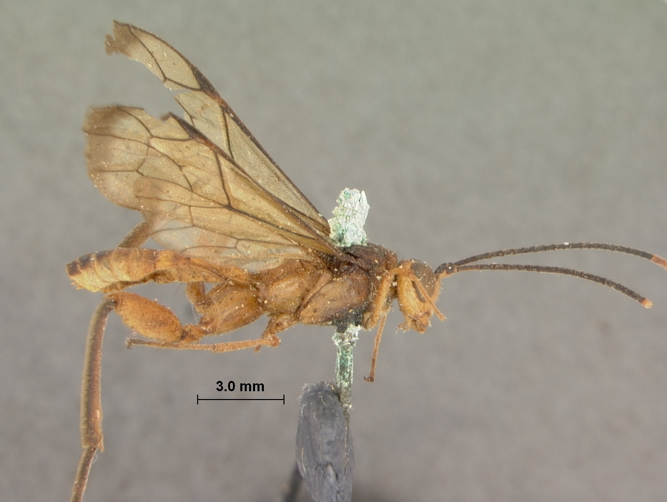 Paracollyria_germana