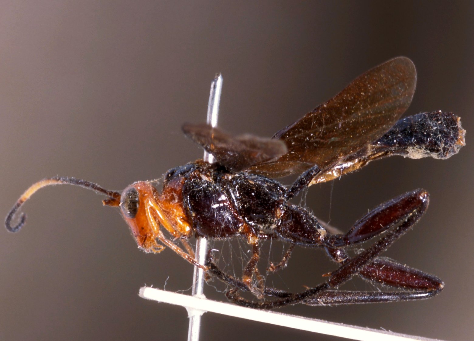 Paracollyria_carinifrons_HOLOTYPE