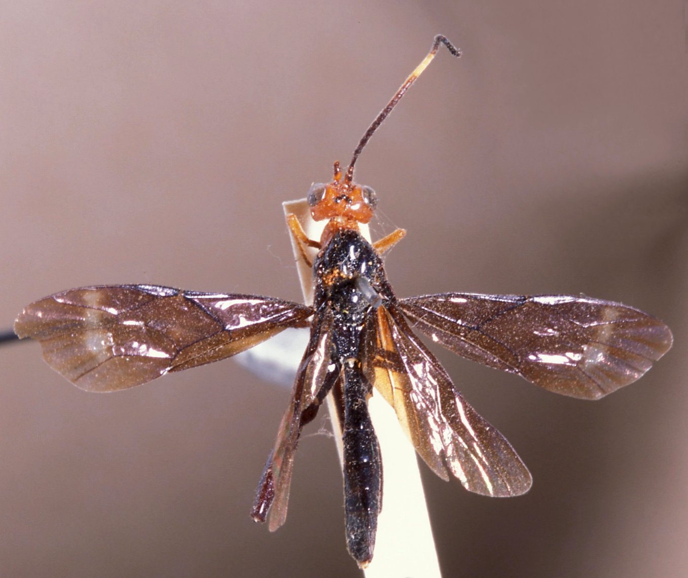 Paracollyria_carinifrons_HOLOTYPE