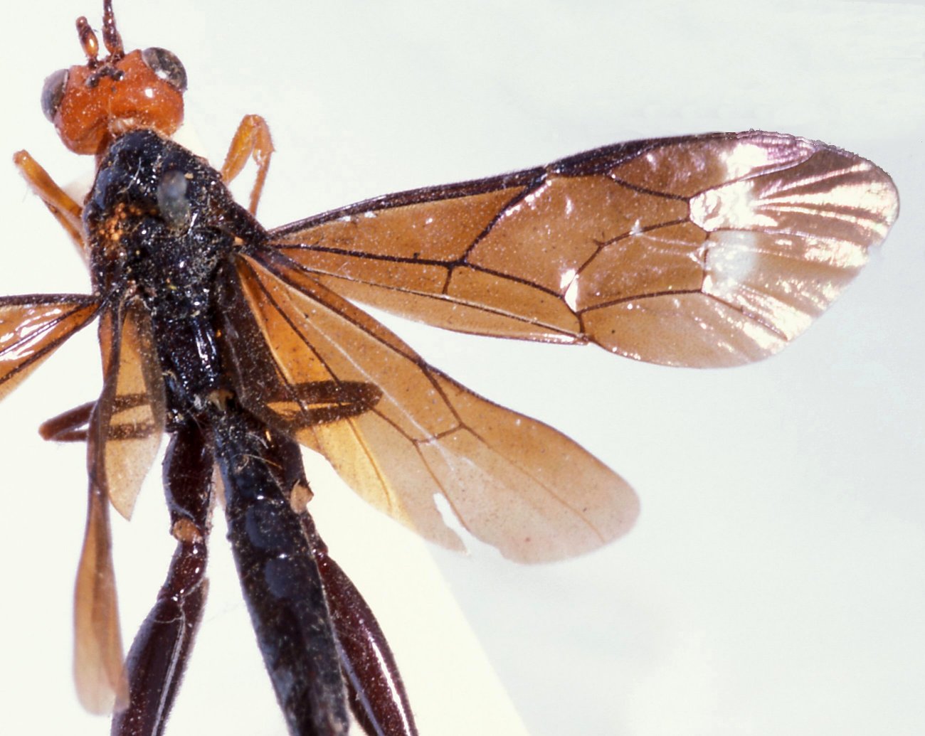 Paracollyria_carinifrons_HOLOTYPE