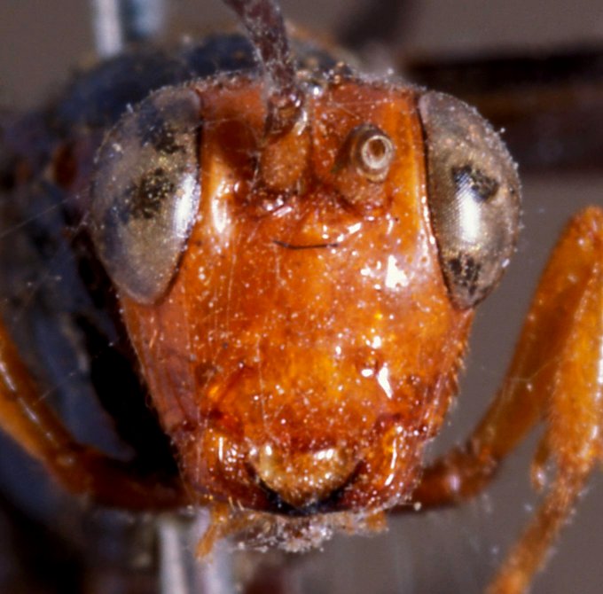Paracollyria_carinifrons_HOLOTYPE