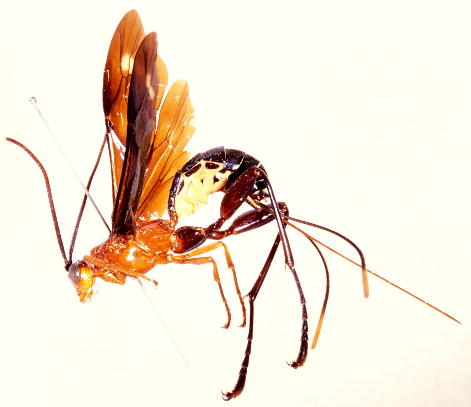 Paracollyria_macrodactyla_HOLOTYPE
