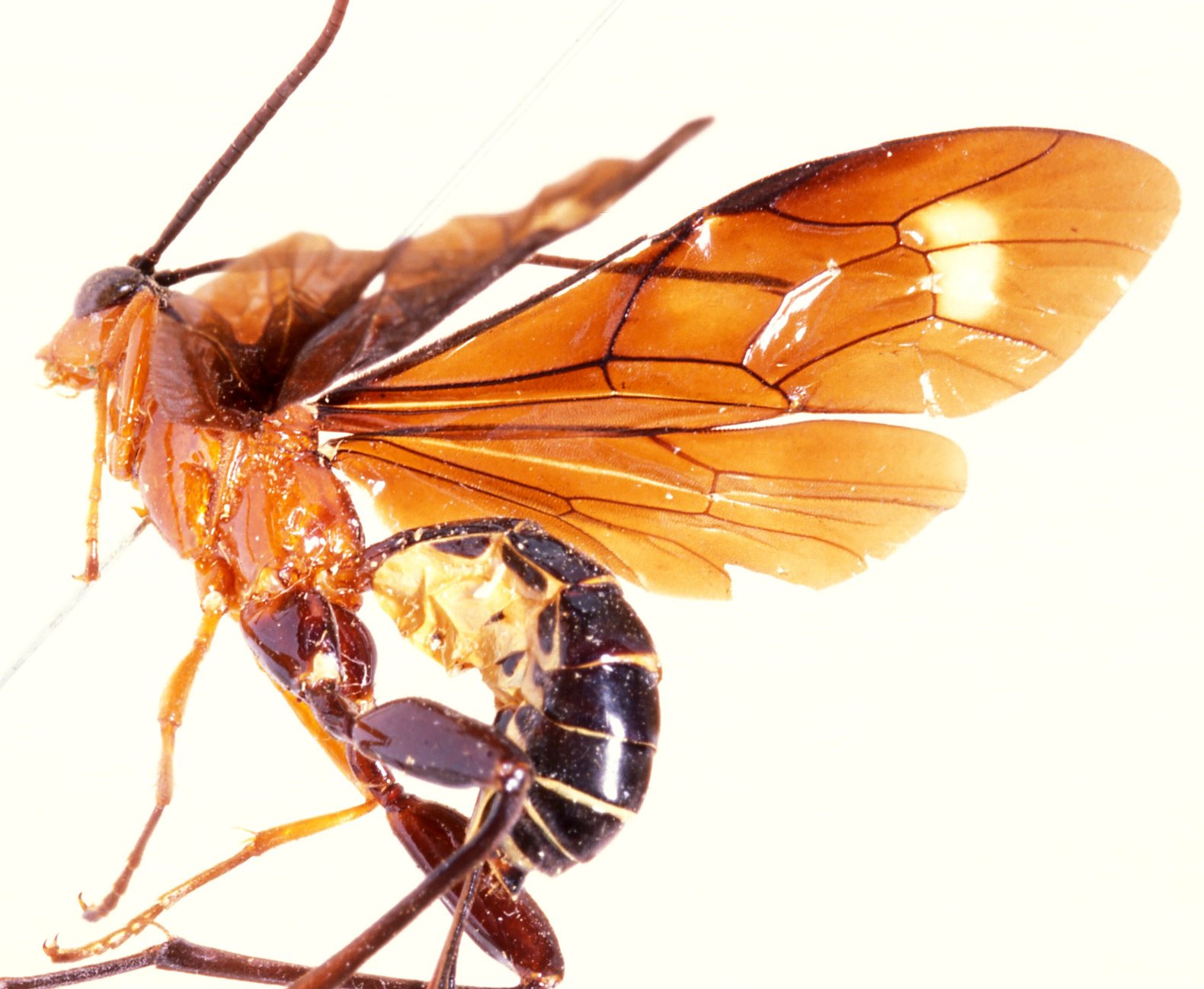 Paracollyria_macrodactyla_HOLOTYPE