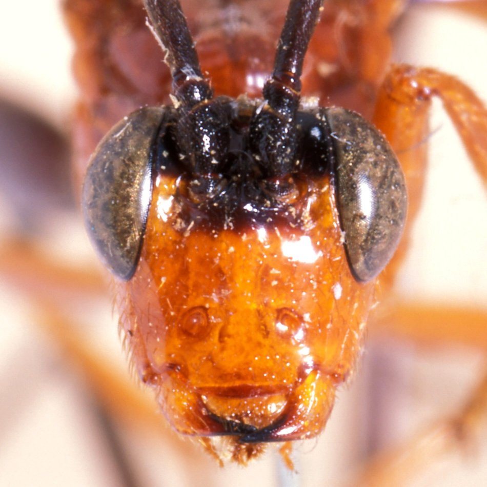 Paracollyria_macrodactyla_HOLOTYPE