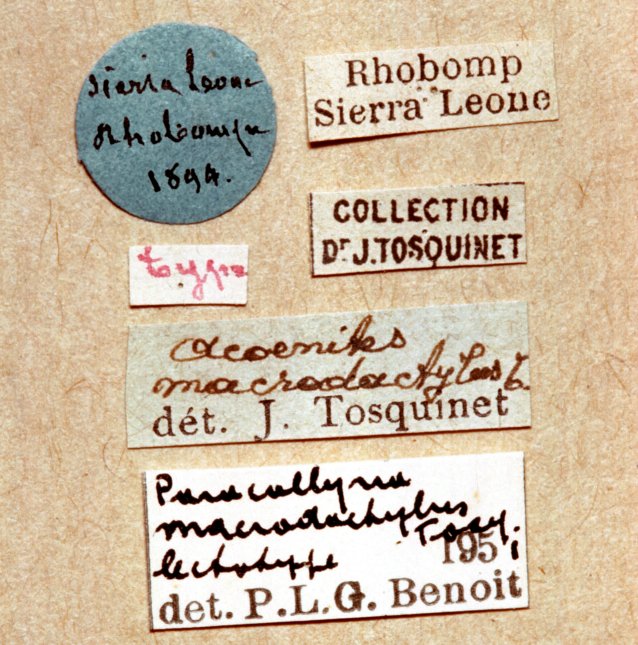 Paracollyria_macrodactyla_HOLOTYPE_labels