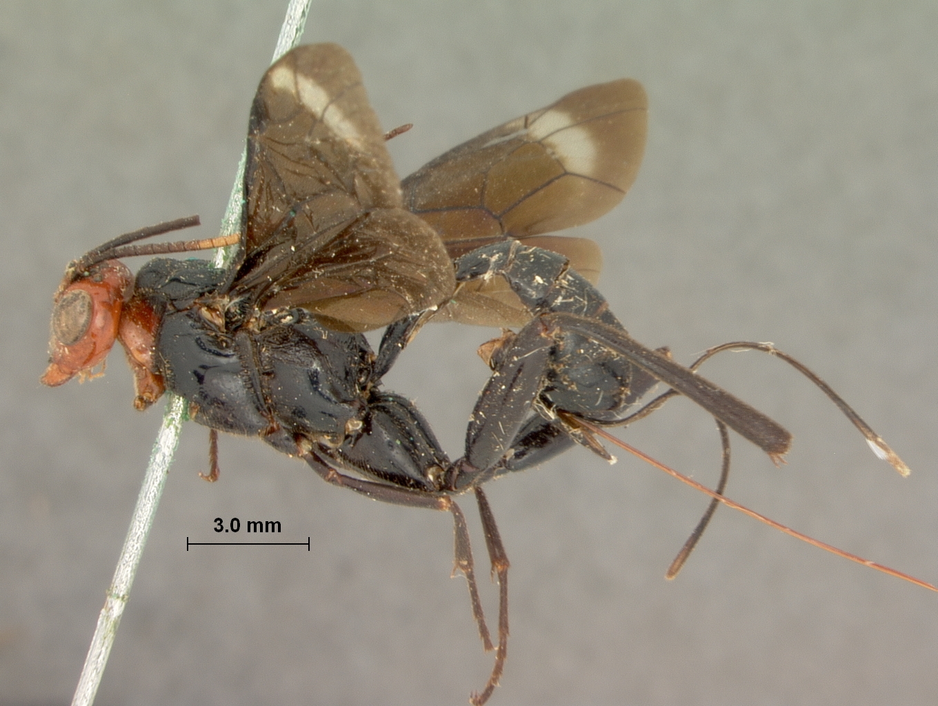 Paracollyria_ruficollis