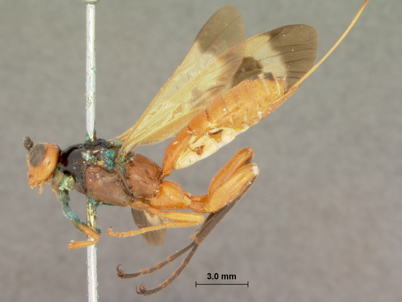 Paracollyria_pulchripennis