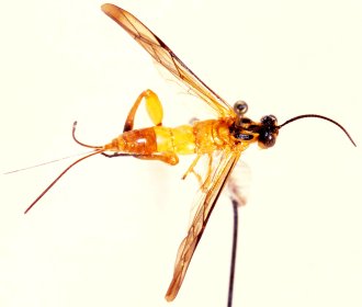 Phorotrophus_solitarius_HOLOTYPE