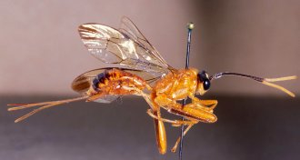 Phorotrophus_thouvenoti_LECTOTYPE