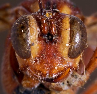 Anomalon_flavomaculatum_HOLOTYPE