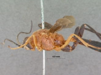 Encardia_fuscipennis_HOLOTYPE