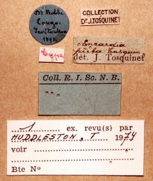 ../../images/E-F/Encardia_picta_HOLOTYPE_labels