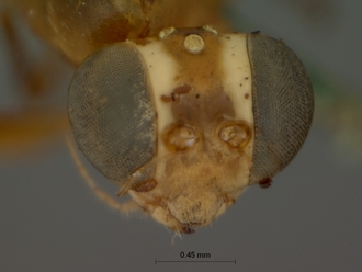 Ateleute_rectinervis_HOLOTYPE