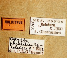 Apophua_parasitica_HOLOTYPE_labels