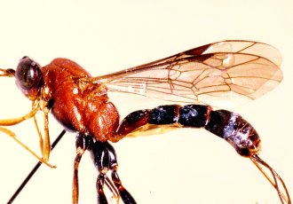 Apophua_schoutedeni_HOLOTYPE