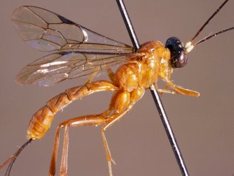 Apophua_testacea_LECTOTYPE