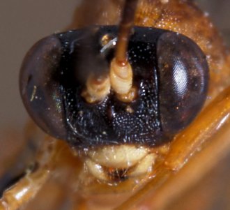 Apophua_testacea_LECTOTYPE