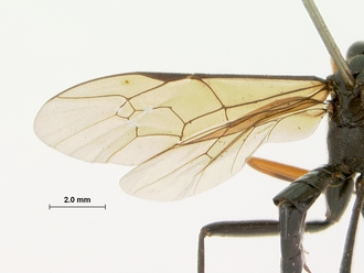 Exestastes_annulator_holotype