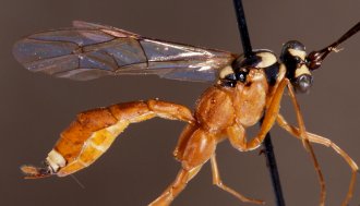 Exetastes_madecassus_HOLOTYPE