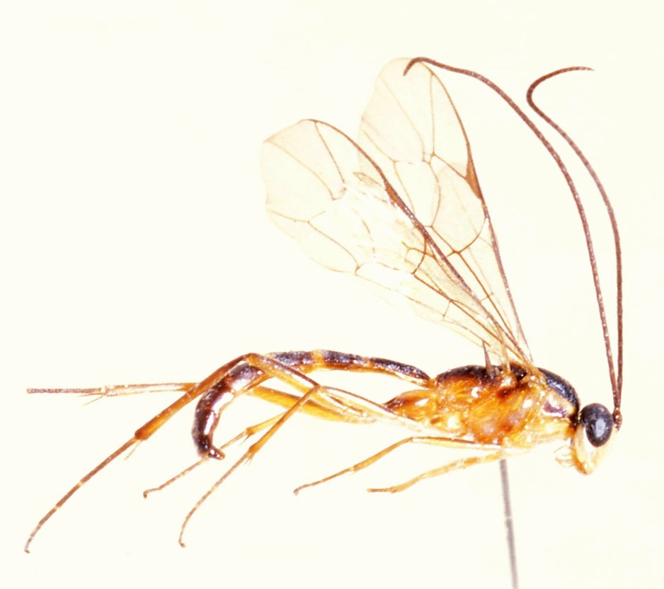 Zygoglypta_minor_PARATYPE