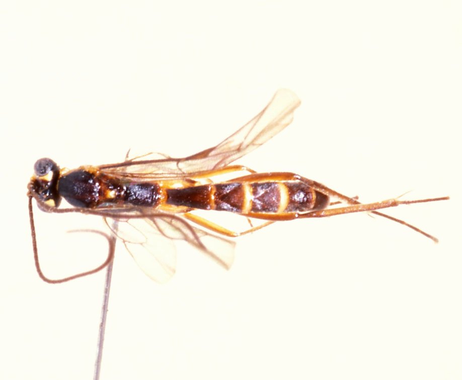 Zygoglypta_minor_PARATYPE
