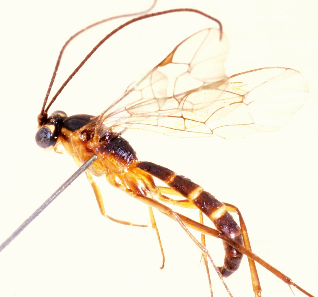Zygoglypta_minor_PARATYPE