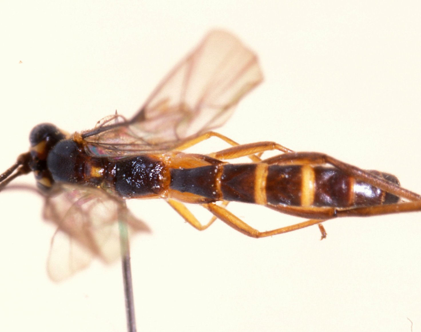 Zygoglypta_minor_PARATYPE