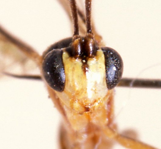 Zygoglypta_minor_PARATYPE