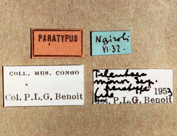 Zygoglypta_minor_labels