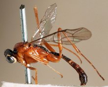 Himertosoma rufipes_HOLOTYPE