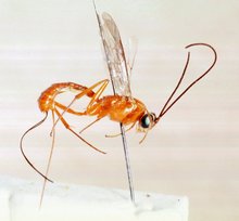 Himertosoma rutshuruense_HOLOTYPE