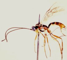 Himertosoma_basilewskyi_HOLOTYPE