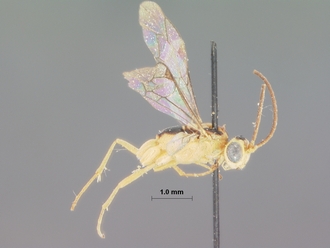 Himertosoma_stramineum_HOLOTYPE