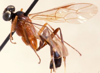 Lissonota_pectinata_HOLOTYPE