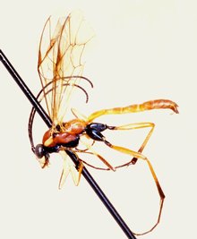 Sjostedtiella_versicolor_HOLOTYPE