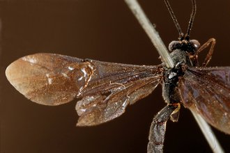 Sjostedtiella_plicata_HOLOTYPE