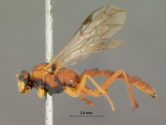 Sjostedtiella_nigripectus