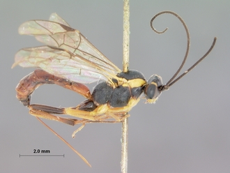 Sjostedtiella_erythrostoma