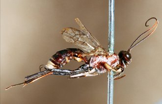 Spilopimpla_rufithorax_HOLOTYPE