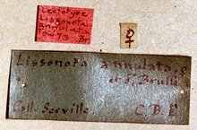 Syzeuctus_annulatus_LECTOTYPE