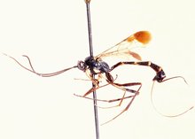 Syzeuctus_cribrosimimus