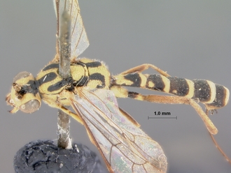 Syzeuctus_aethiopica_HOLOTYPE